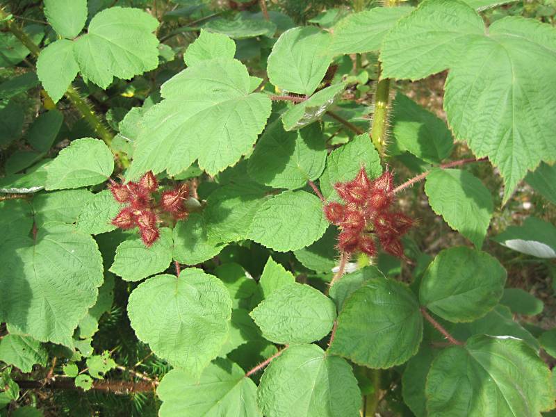 Rubus phoenicolasius (door Grada Menting)