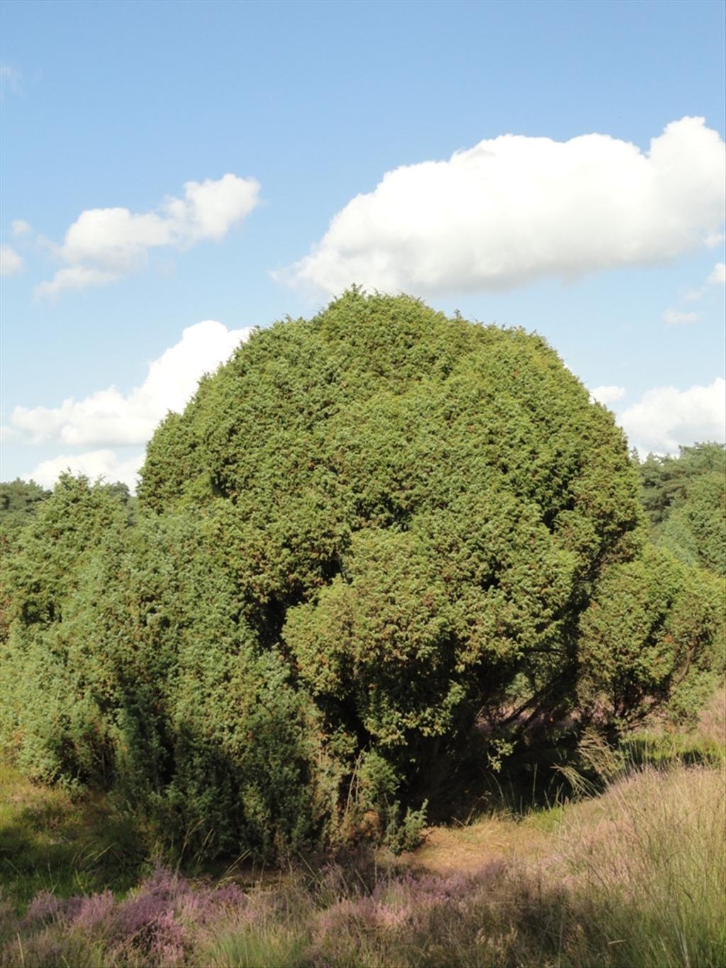 Juniperus communis (door Wim van der Neut)