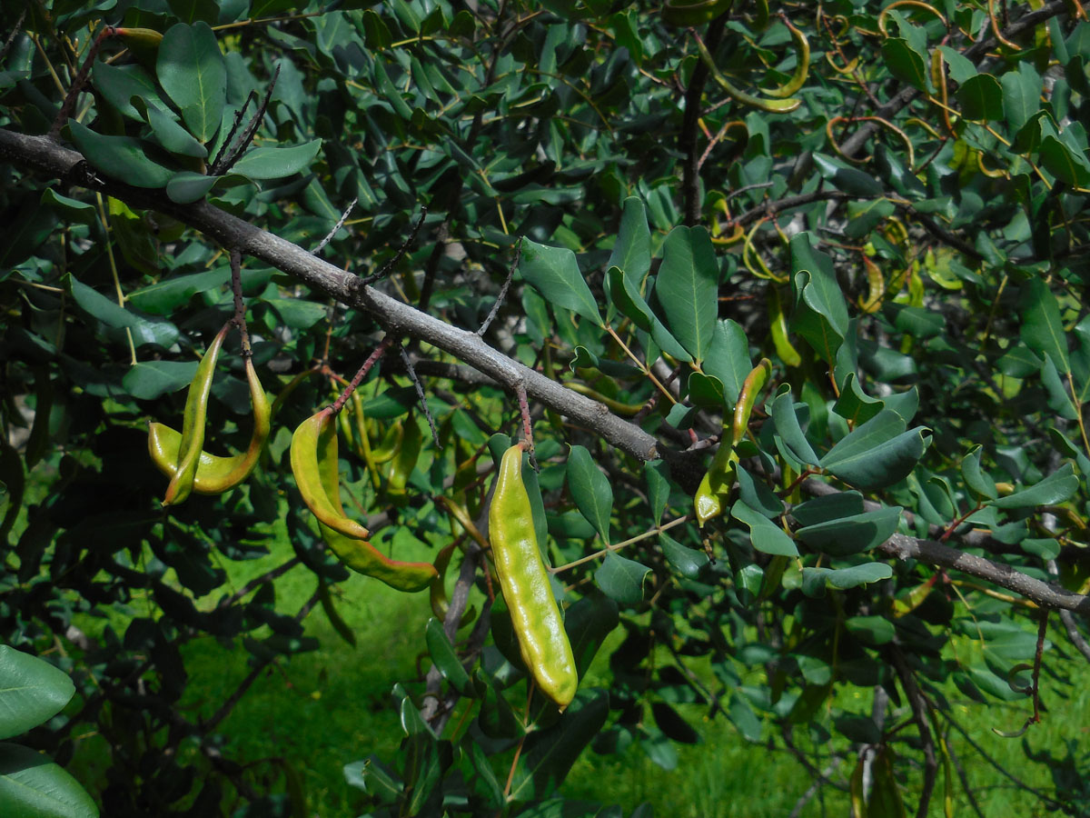 Ceratonia siliqua (door Ed Stikvoort | Saxifraga)
