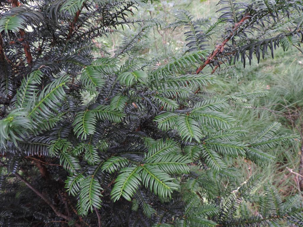 Taxus baccata (door Wim van der Neut)