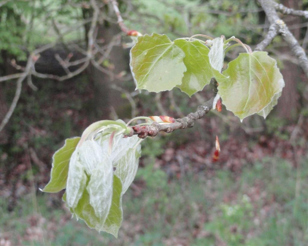 Populus tremula (door wim van der neut)