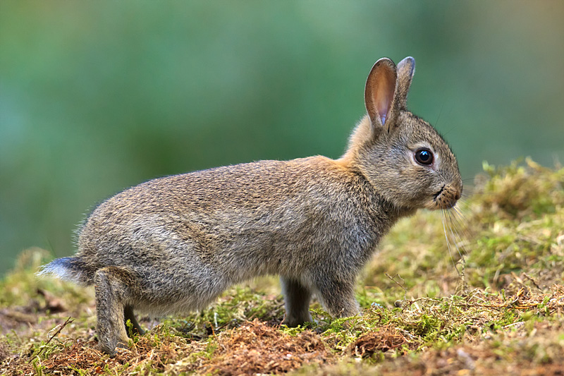 Oryctolagus cuniculus (door John Breugelmans)