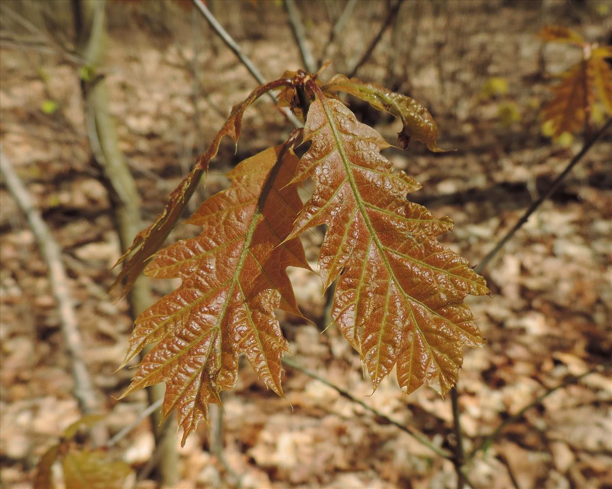 Quercus rubra (door Wim van der Neut)