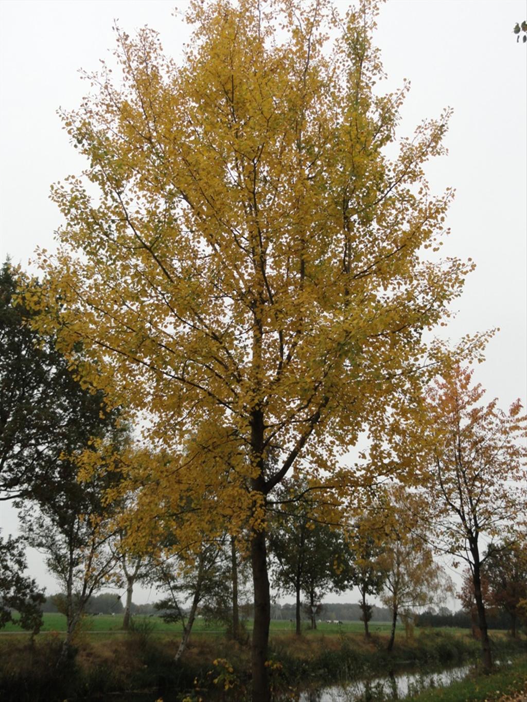 Populus tremula (door wim van der neut)