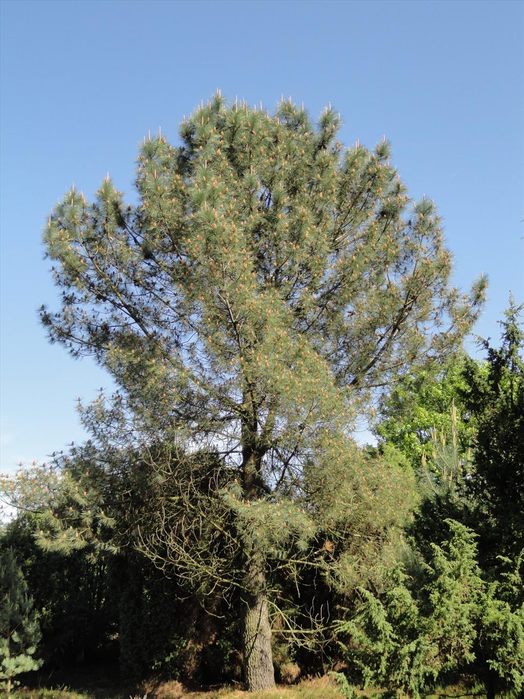 Pinus pinaster (door wim van der neut)