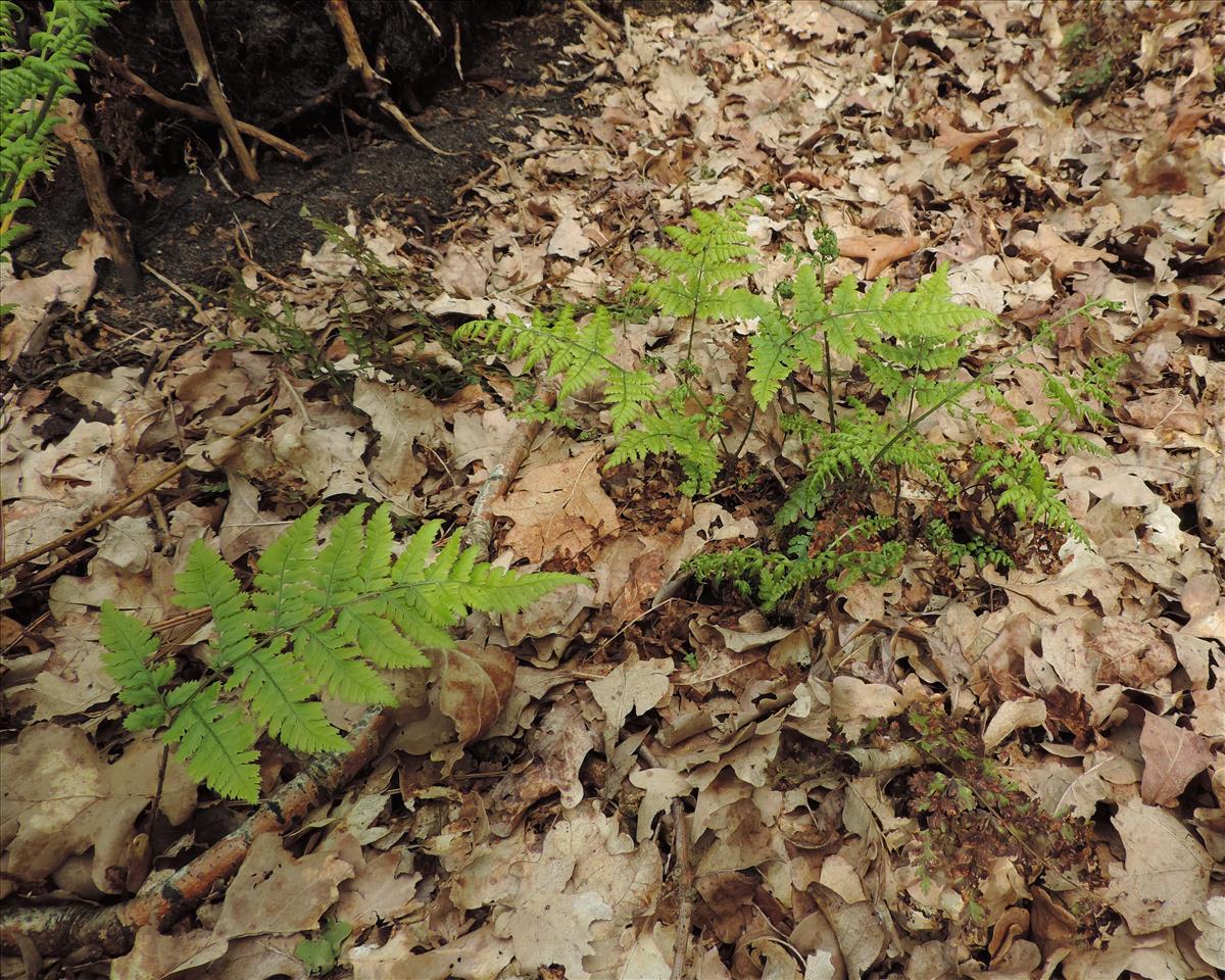 Dryopteris dilatata (door Wim van der Neut)