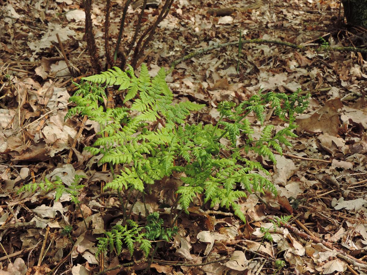 Dryopteris dilatata (door Wim van der Neut)