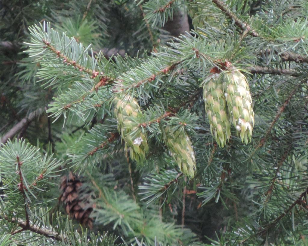 Pseudotsuga menziesii (door Wim van der Neut)