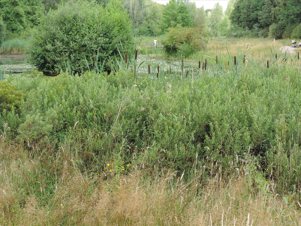 Myrica gale (door Wim van der Neut)