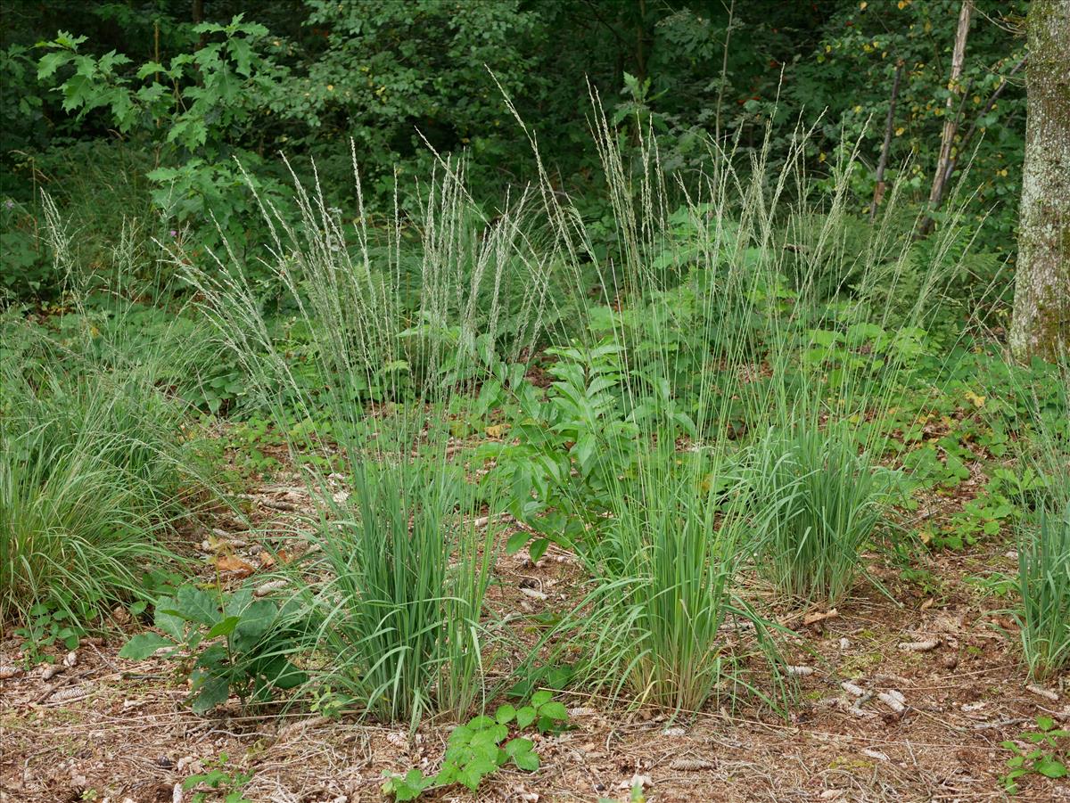 Molinia caerulea (door Wim van der Neut)