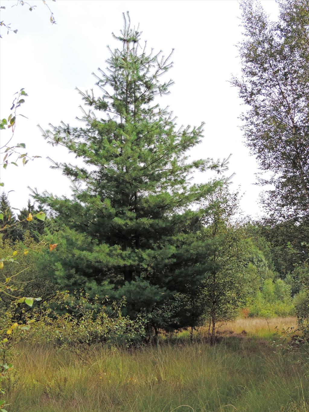 Pinus strobus (door Wim van der Neut)