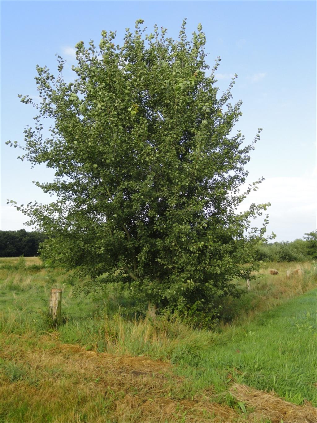 Populus tremula (door wim van der neut)