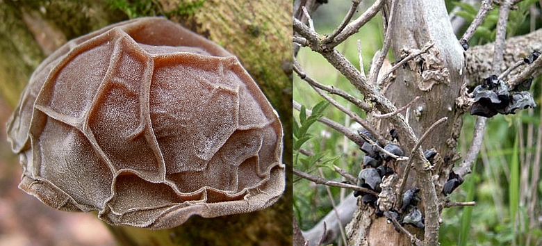 Auricularia auricula-judae (door Gio van Bernebeek & IVN)