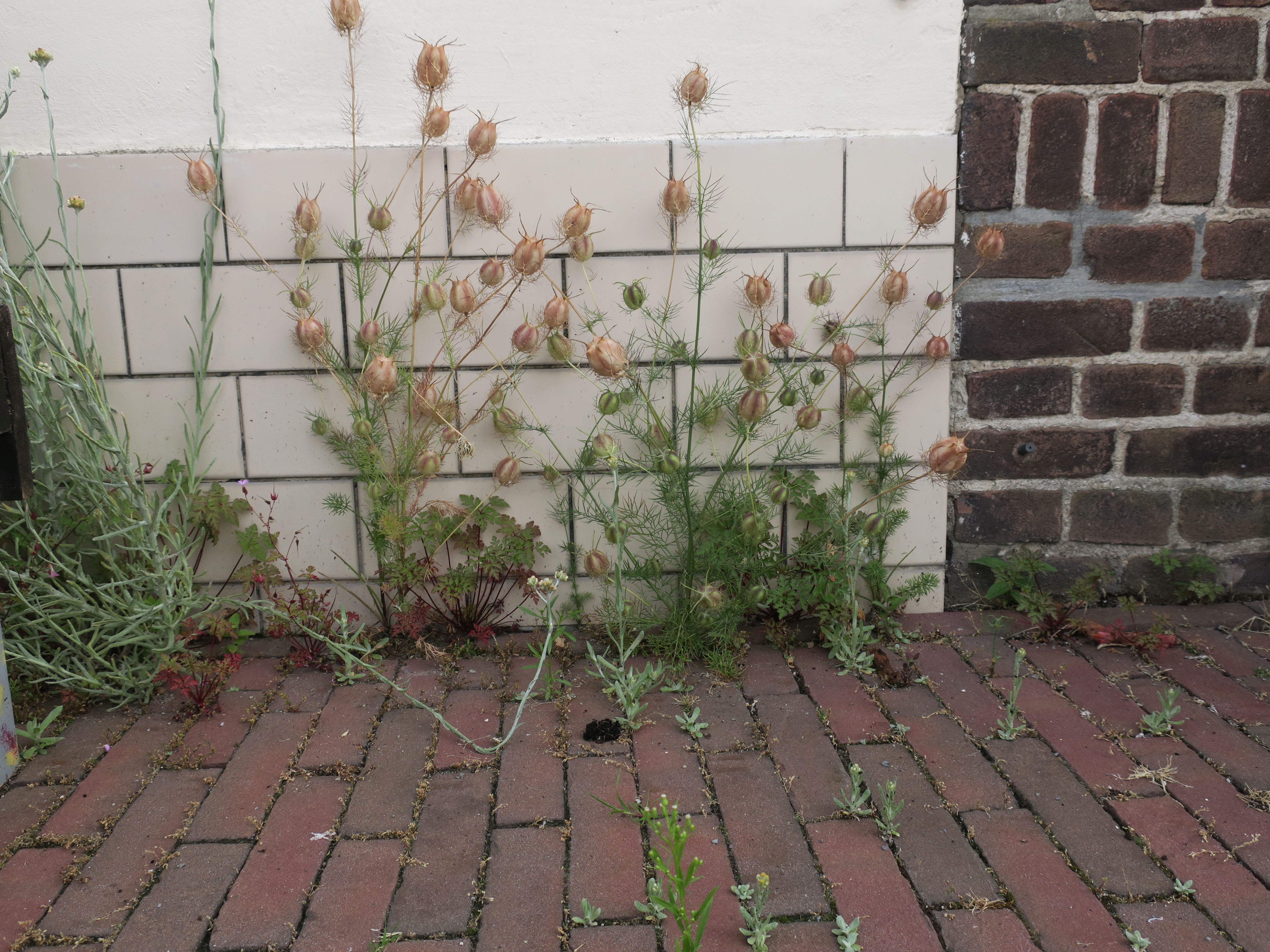 Nigella damascena (door Grada Menting)