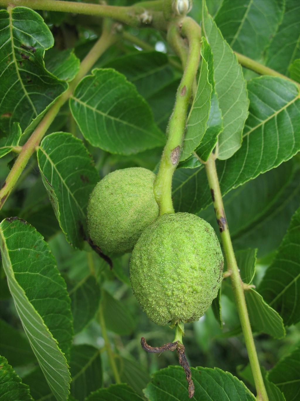 Juglans nigra (door Rutger Barendse)