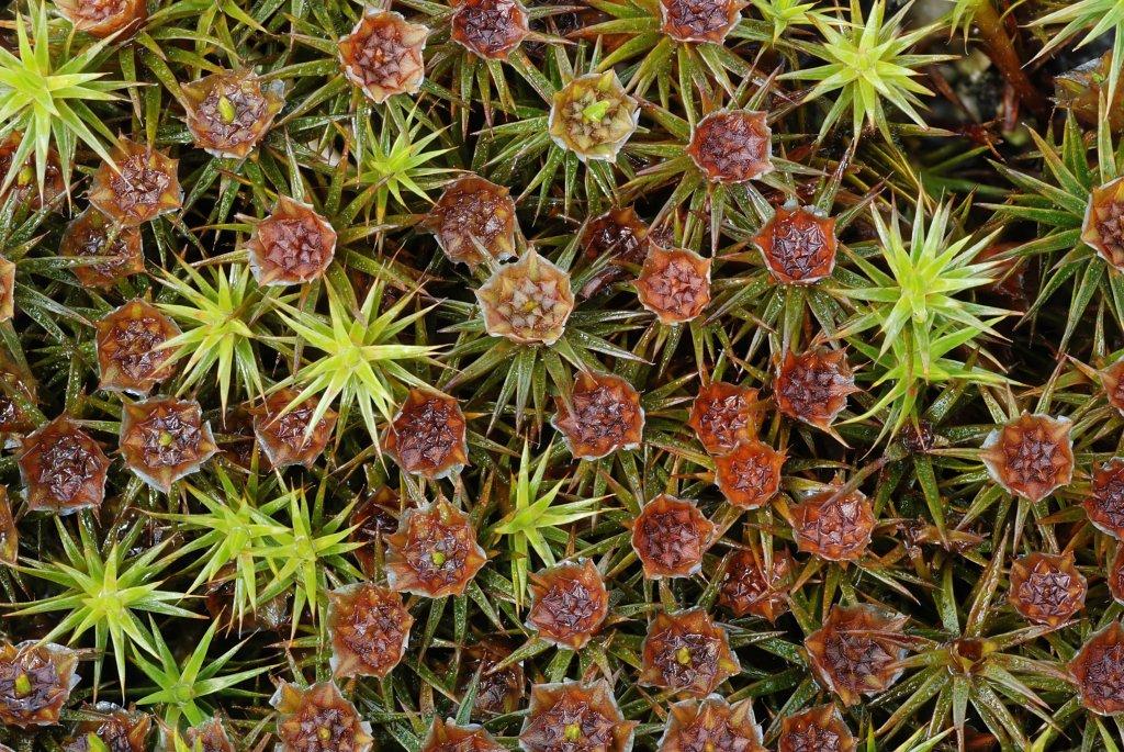 Polytrichum juniperinum var. juniperinum (door Arjan de Groot)