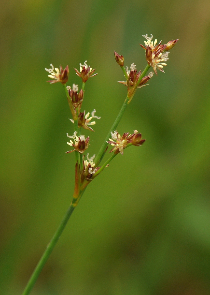 Juncus articulatus (door Willie Riemsma)