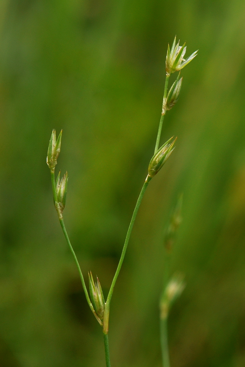 Juncus bufonius (door Willie Riemsma)