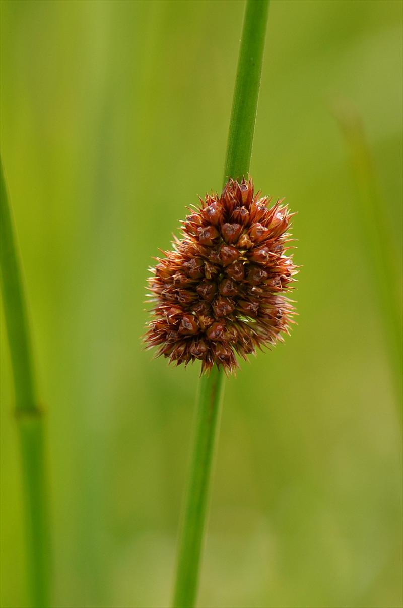 Juncus conglomeratus (door Willie Riemsma)