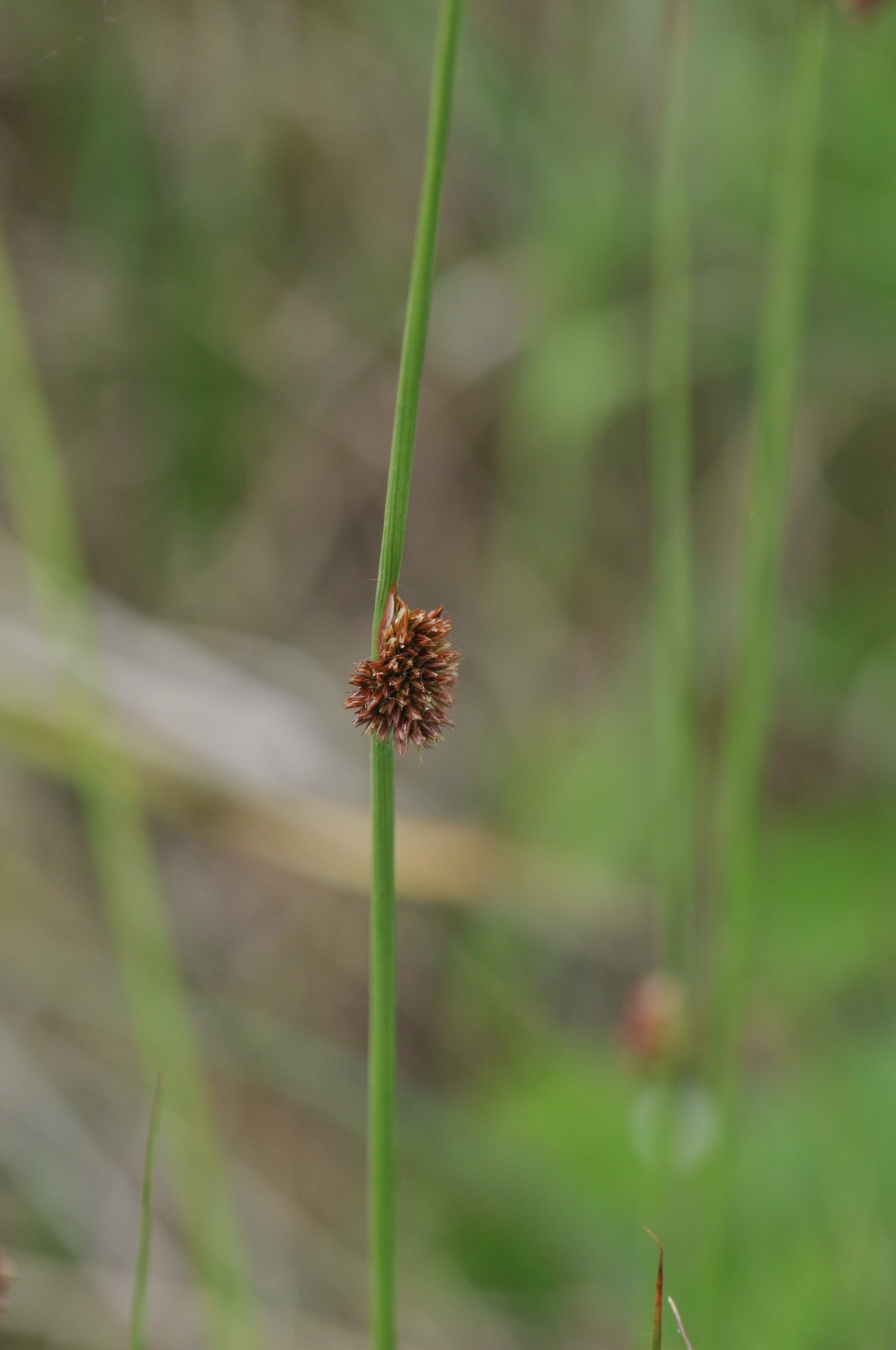 Juncus conglomeratus (door Hans Toetenel)