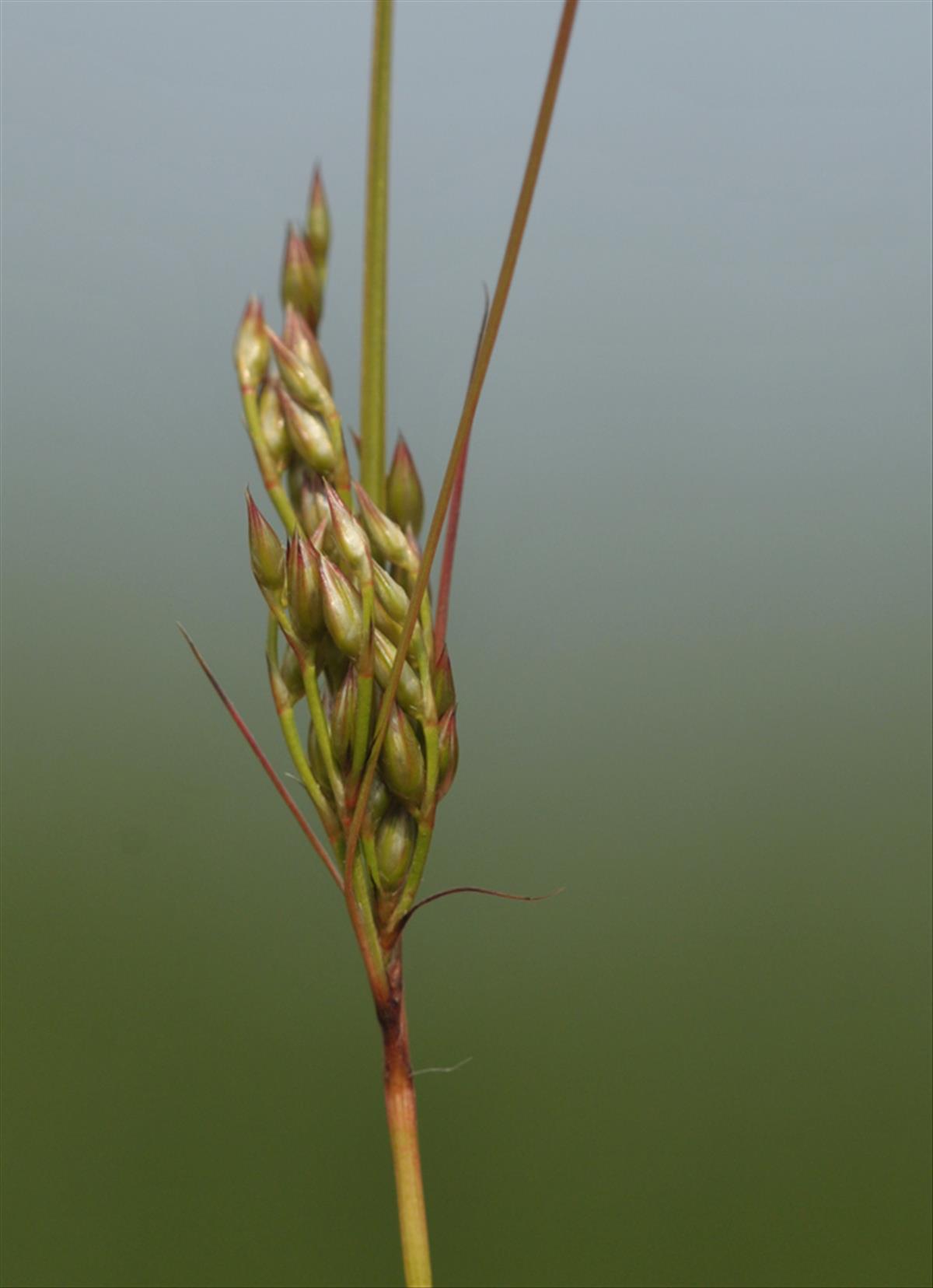 Juncus dudleyi (door Theo Muusse)