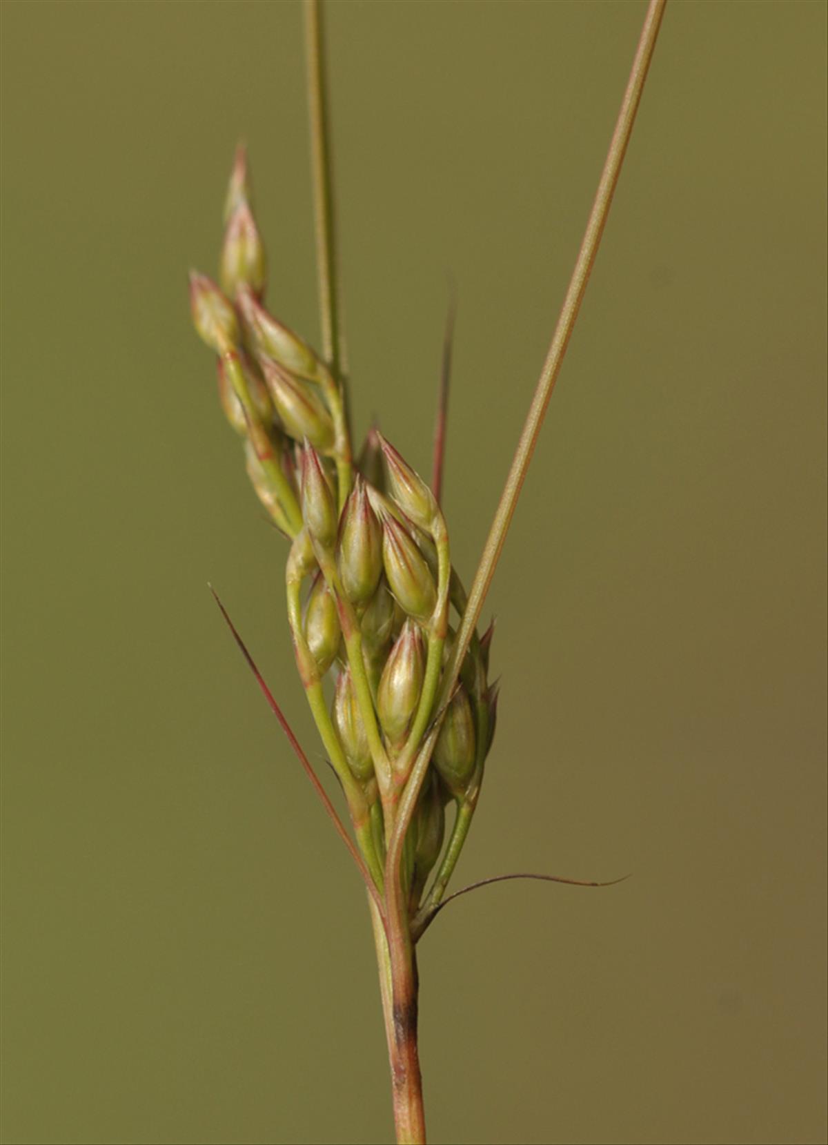 Juncus dudleyi (door Theo Muusse)