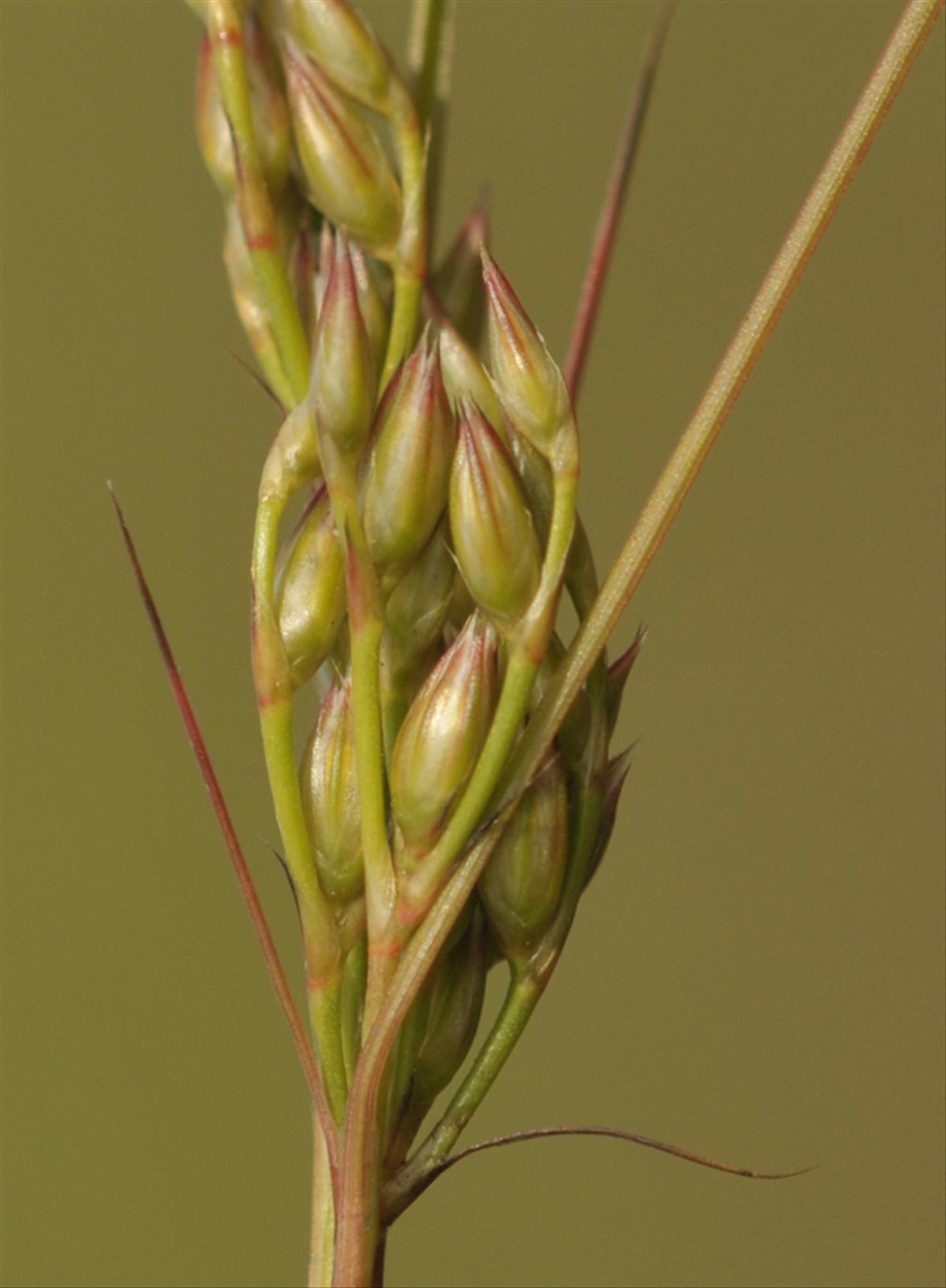 Juncus dudleyi (door Theo Muusse)