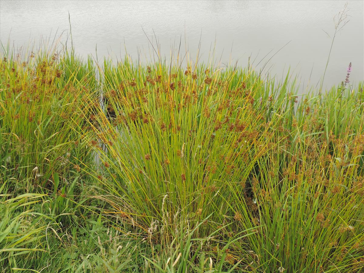 Juncus effusus (door Wim van der Neut)