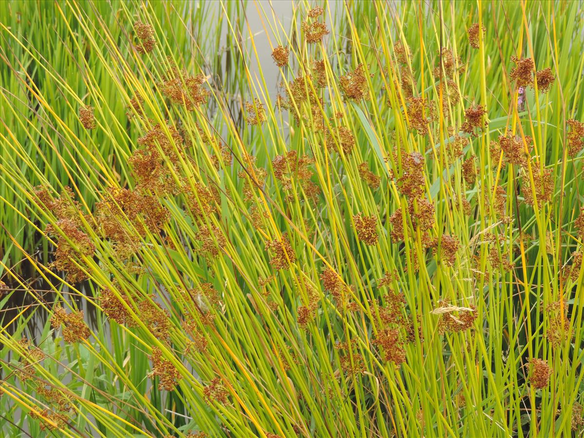 Juncus effusus (door Wim van der Neut)