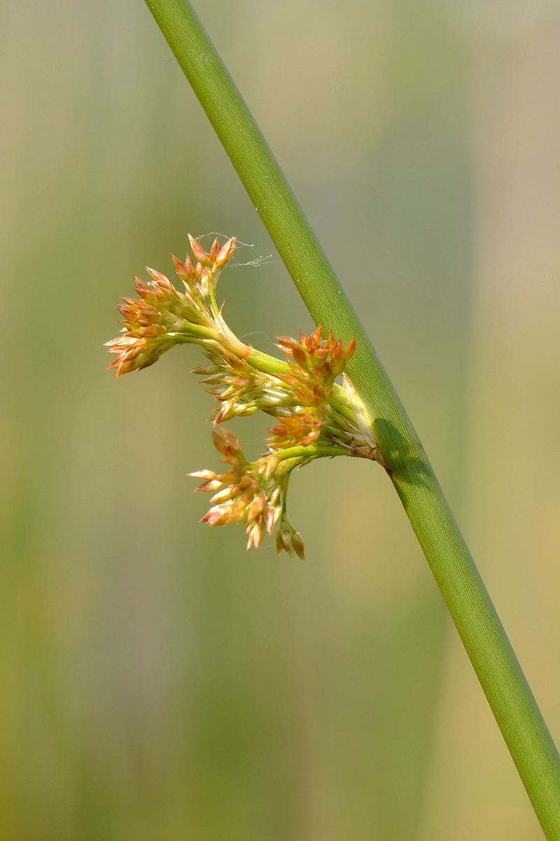 Juncus effusus (door Willie Riemsma)