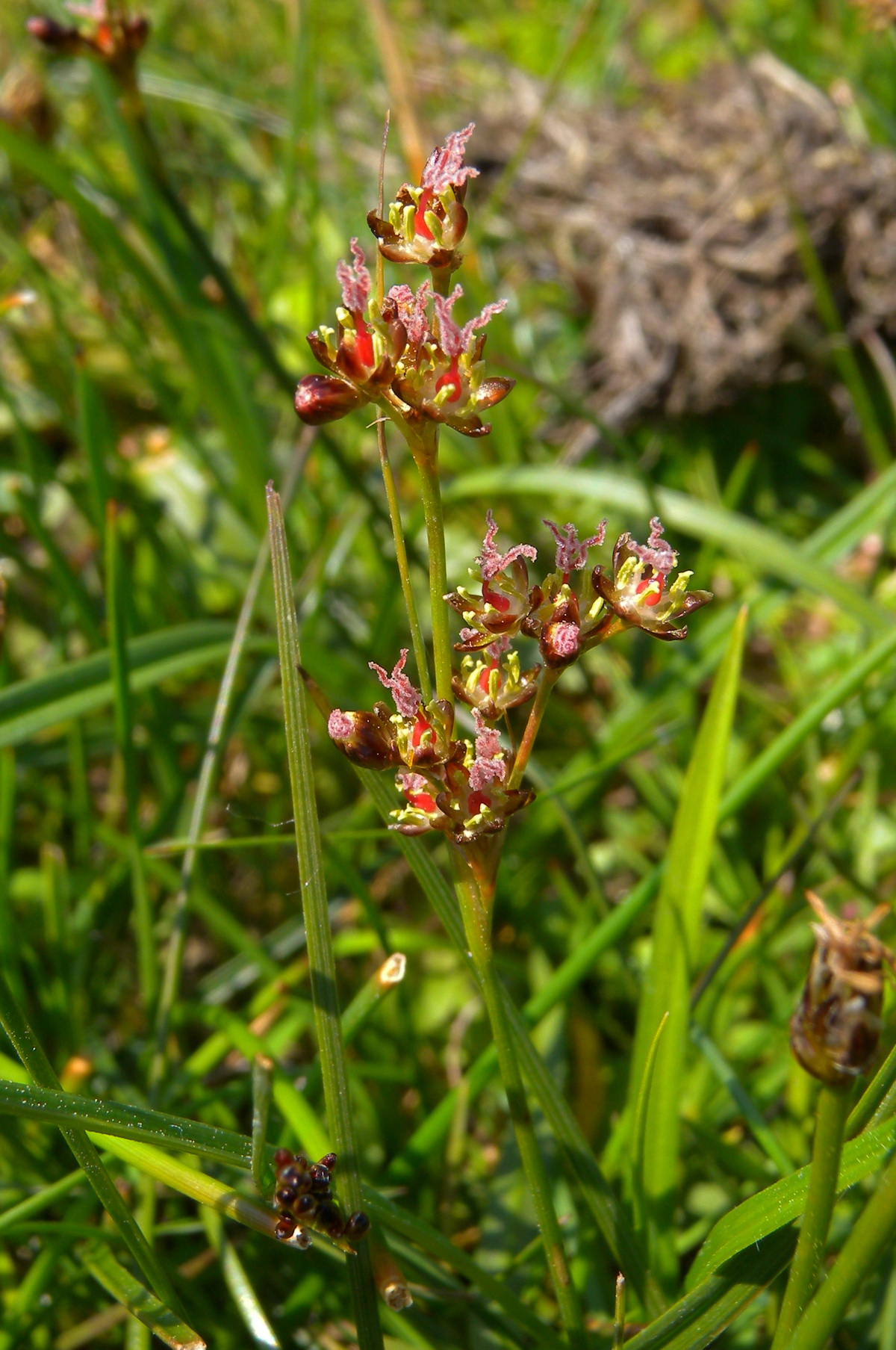 Juncus gerardii (door Hans Toetenel)