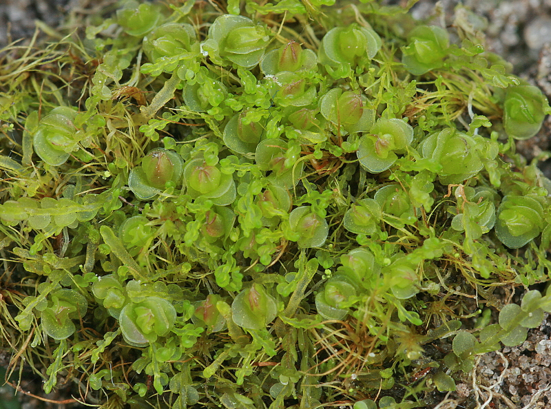 Jungermannia gracillima (door Jan Kersten)