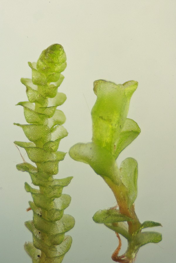 Jungermannia hyalina (door Jan Kersten)