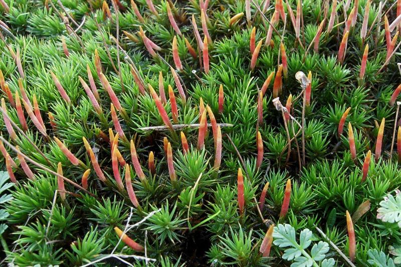 Polytrichum juniperinum var. juniperinum (door Arjan de Groot)