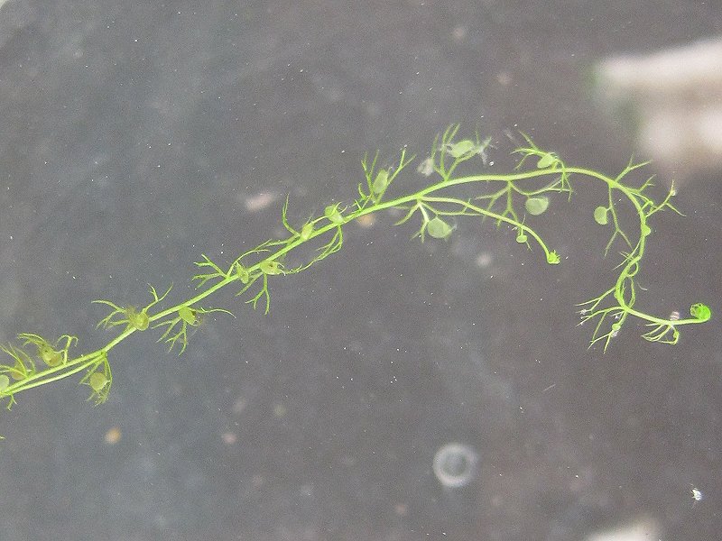 Utricularia minor (door Grada Menting)