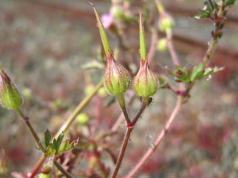 Geranium purpureum (door Grada Menting)