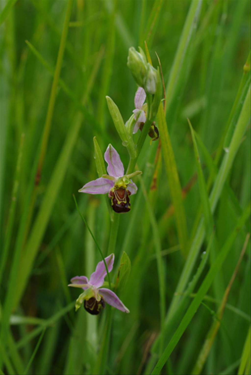 Ophrys apifera (door Pieter van Rijswijk)