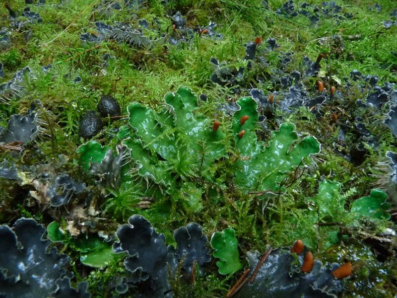 Peltigera hymenina (door Bert Oving)