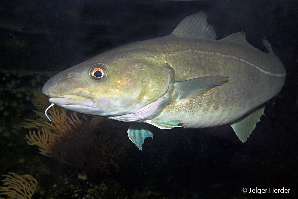 Gadus morhua (door Jelger Herder)