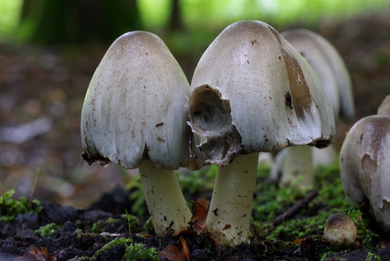 Coprinopsis atramentaria (door Gio van Bernebeek)