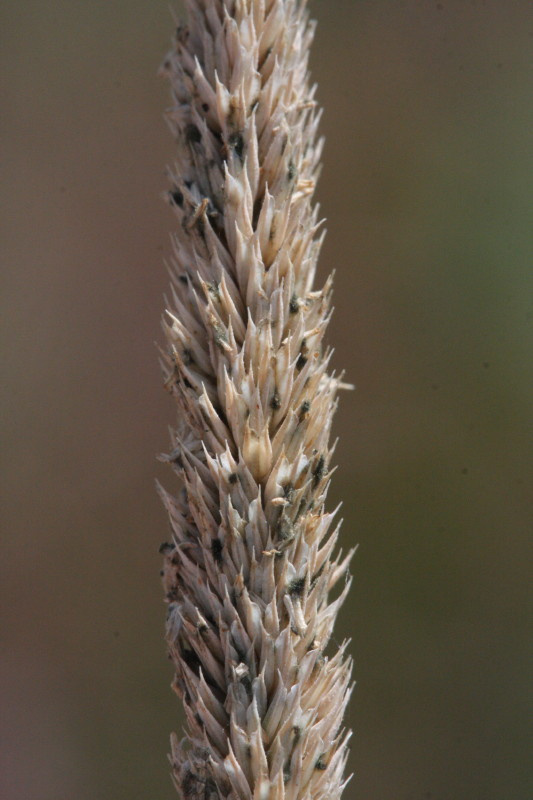 Phleum phleoides (door Rutger Barendse)