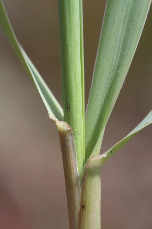 Phleum phleoides (door Rutger Barendse)