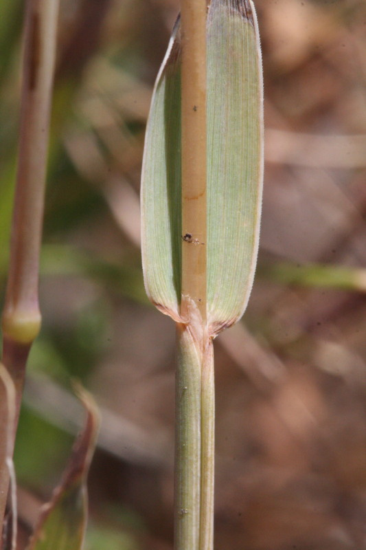 Phleum phleoides (door Rutger Barendse)