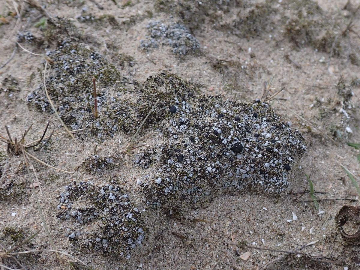 Thalloidima sedifolium (door Jelle van Dijk)