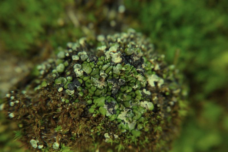 Toninia sedifolia (door Maarten Langbroek)