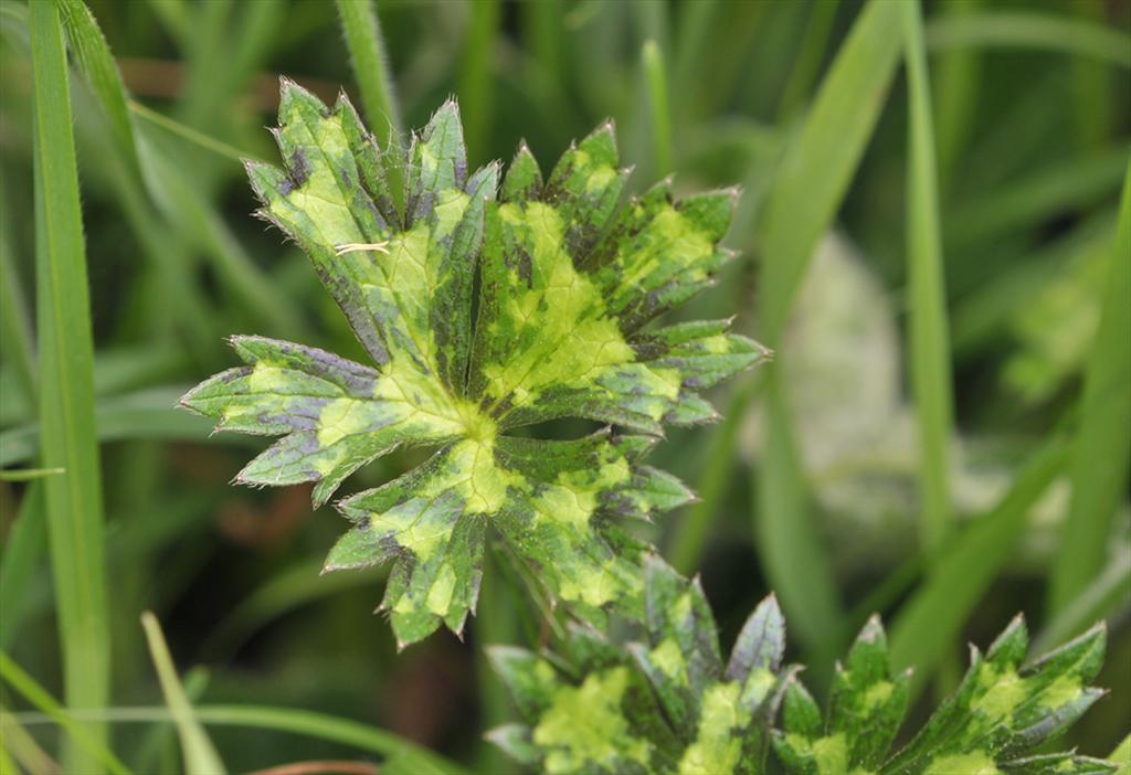 Ranunculus polyanthemos subsp. polyanthemoides (door Theo Muusse)