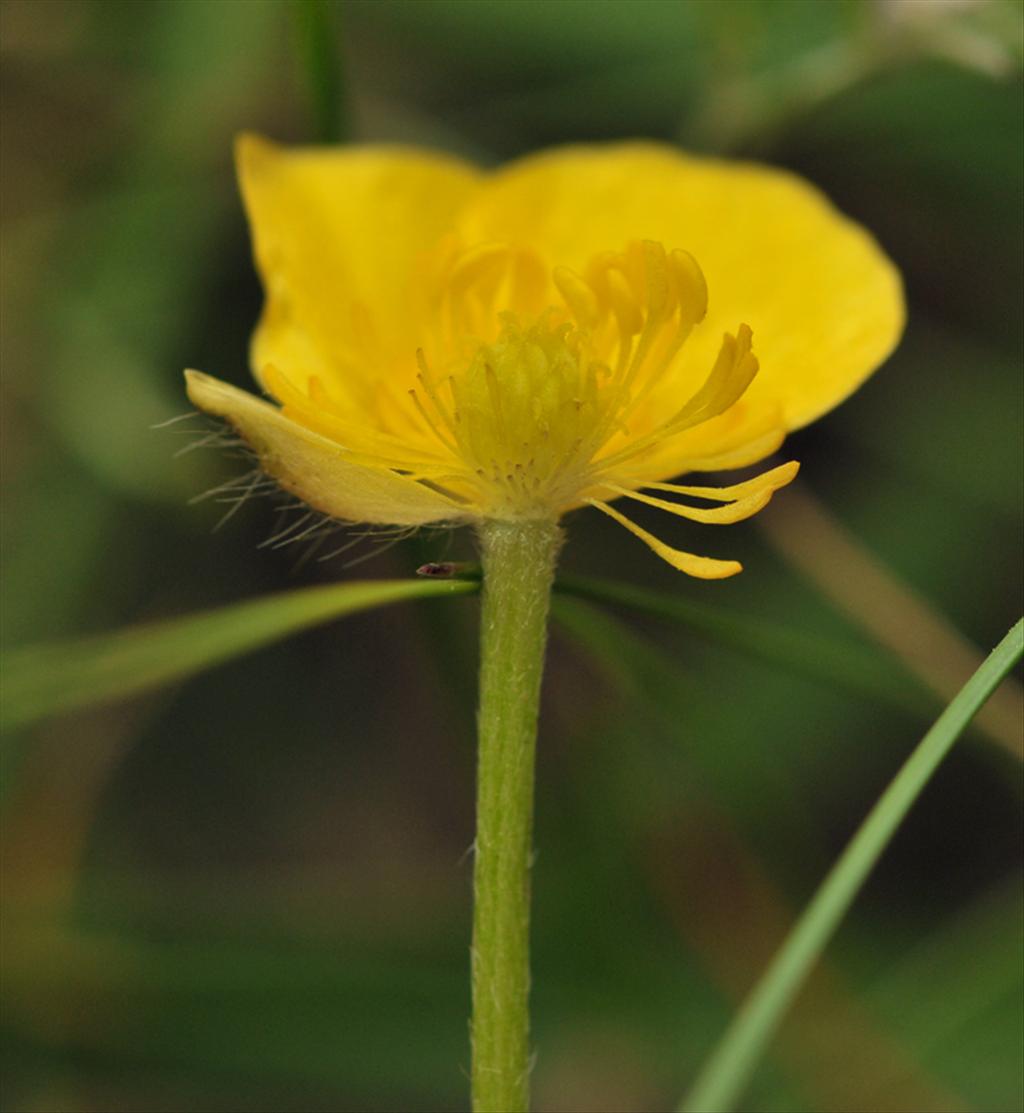 Ranunculus polyanthemos subsp. polyanthemoides (door Theo Muusse)