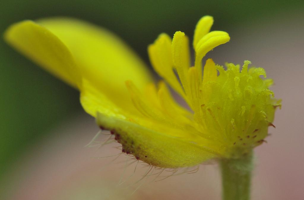 Ranunculus polyanthemos subsp. polyanthemoides (door Theo Muusse)