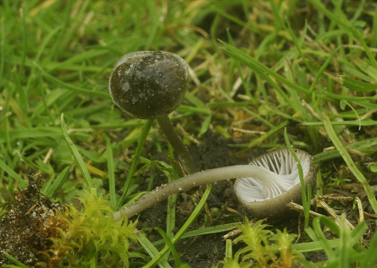 Mycena pseudopicta (door Henk Remijn)