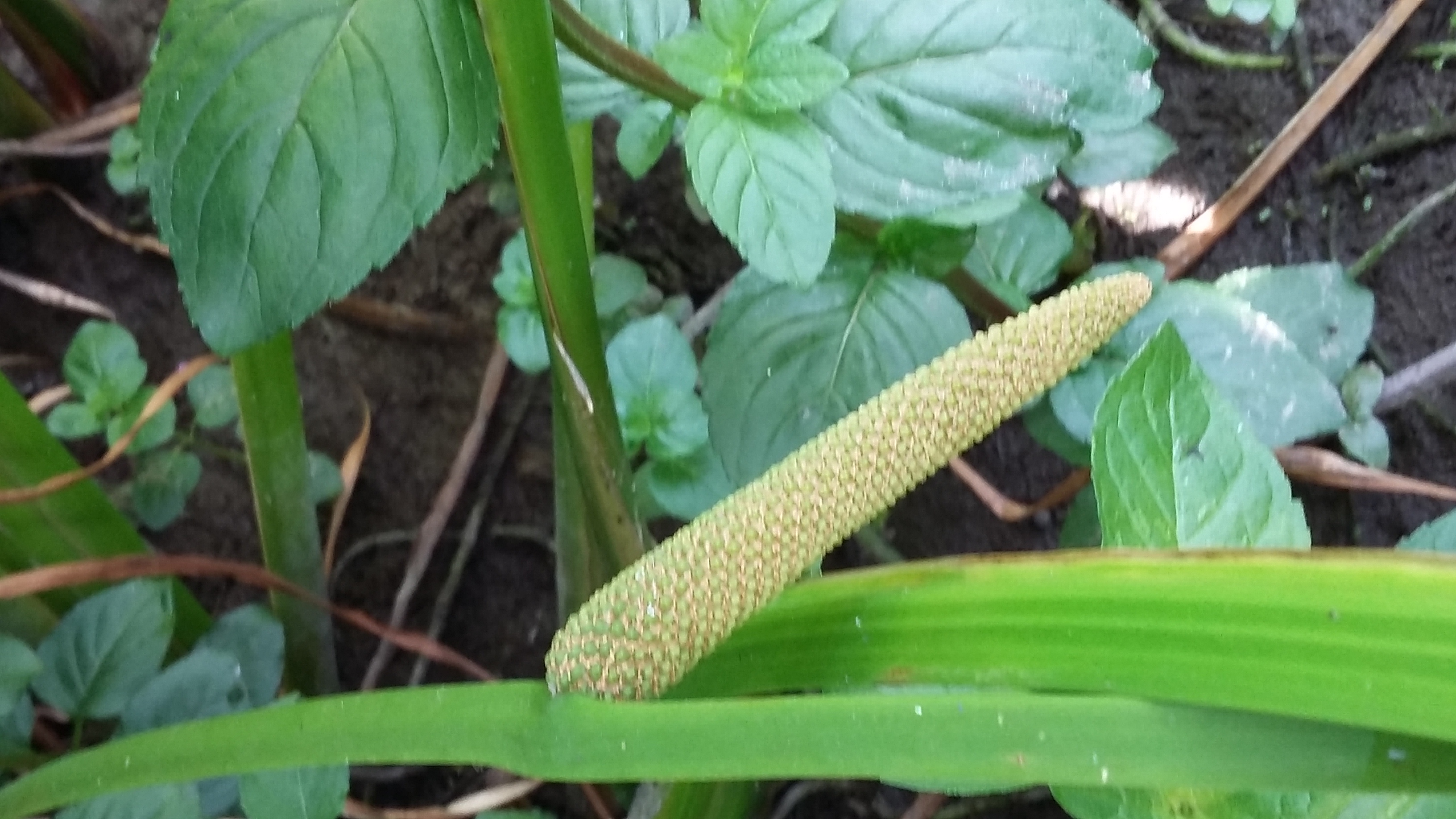 Acorus calamus (door Maria Michiels)